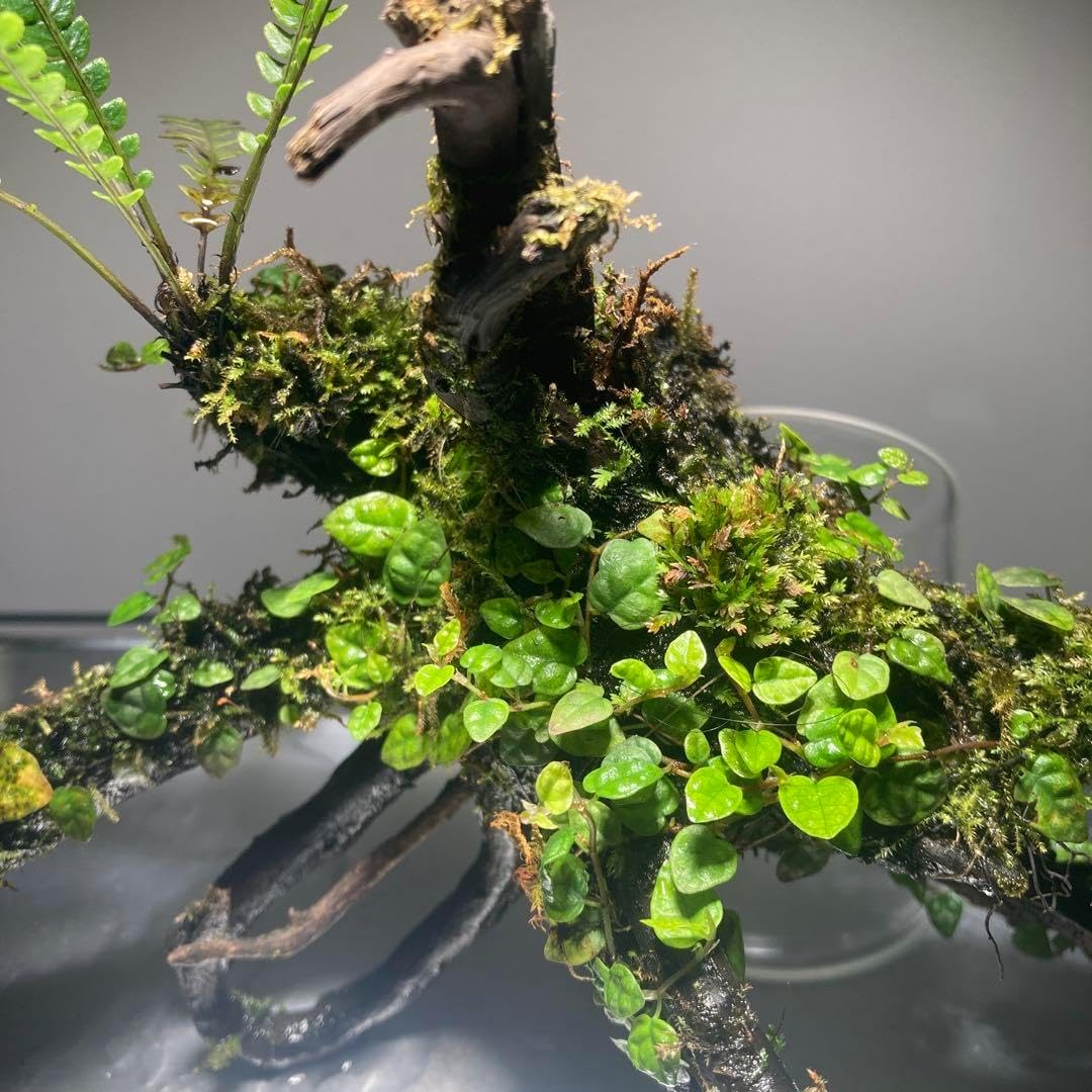 Blechnum obtusatum. ブレクナムオブツサタムシダホーンウッド